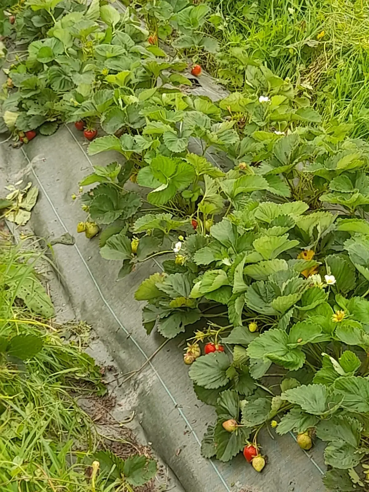 Belles fraises