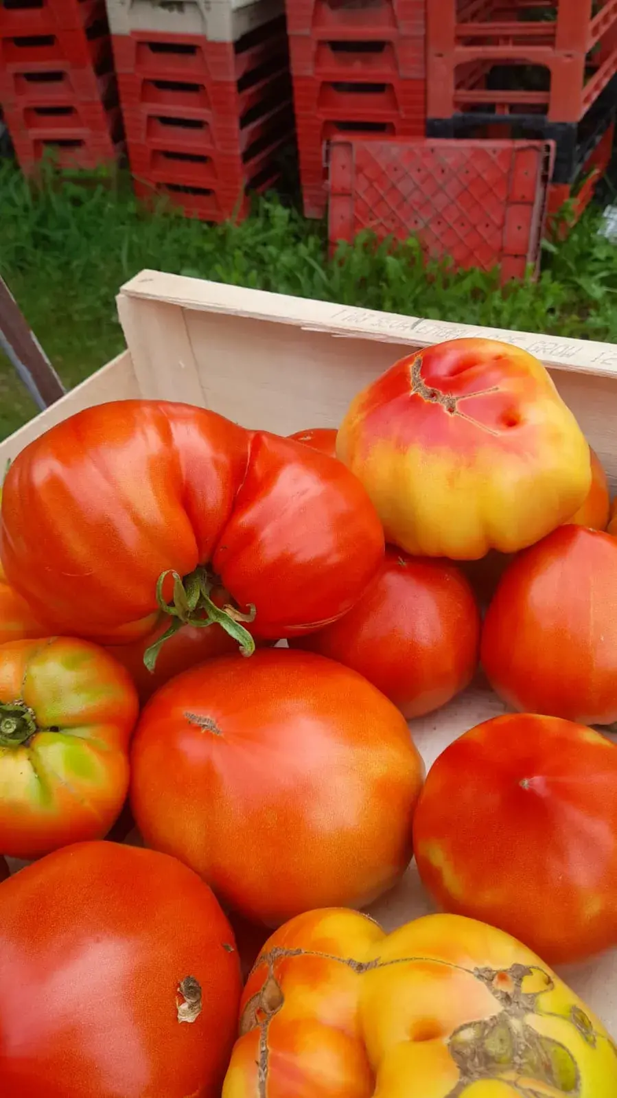 Cageot de tomates