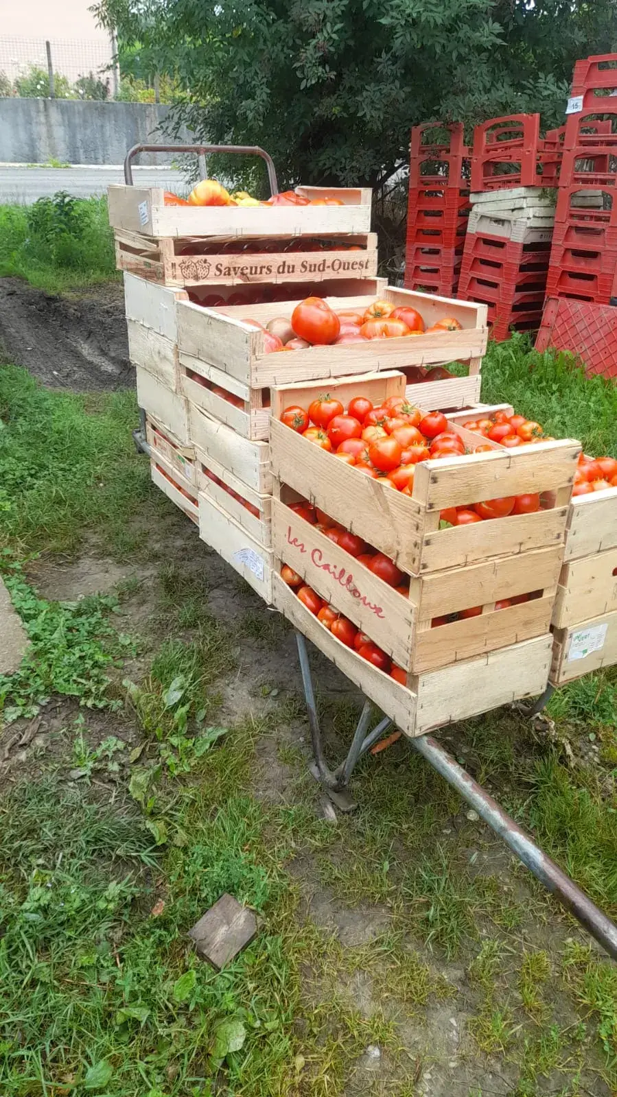 Chariot de tomates