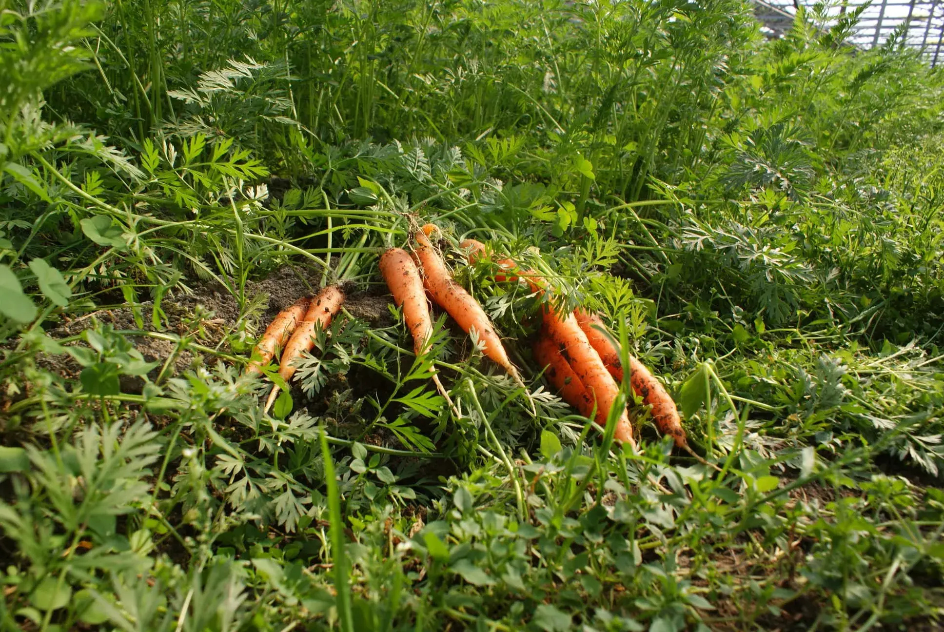 De jolies carottes